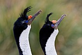 Imperial Shag Phalacrocorax atriceps atriceps pair exhibiting courtship behavior and intense breeding plumage note blue eye ring and orange corruncles from breeding colony on New Island in the Falkland Islands, South Atlantic Ocean