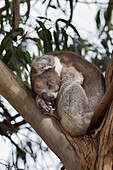 The Koala Phascolarctos cinereus is an iconic symbol for the wildlife of Australia. Australia, South Australia