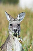 Eastern grey kangaroo Macropus giganteus, it is the second largest living marsupial and one of the icons of Australia The Eastern grey kangaroo is mainly nocturnal and crepuscular, it is a grazer of mainly australian grassses and herbs Australia, Victoria