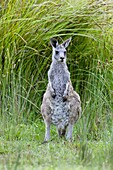 Eastern grey kangaroo Macropus giganteus, joey young not weaned kangaroo kid, it is the second largest living marsupial and one of the icons of Australia The Eastern grey kangaroo is mainly nocturnal and crepuscular, it is a grazer of mainly australian gr