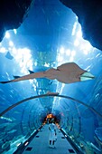 Aquarium and underwater Zoo in the Dubai Mall, Dubai, United Arab Emirates