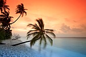 Palm on the beach at sunset, Filitheyo island, Maldives