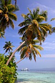 Palm trees on the seashore, Biyadhoo island, Maldives