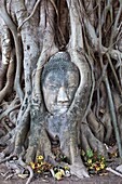 Buddha Head Stuck in Roots, Wat Phra Mahathat, Ayuthaya, Thailand