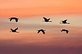 Flok of common cranes, Grus grus, in flight at sunset, Gallocanta, Teruel, Spain