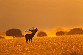 cervus elaphus in cabañeros national park