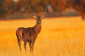 young cervus elaphus in cabañeros national park