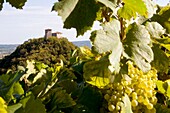 Italy, Farra di Soligo, Credazzo tours and vineyards of prosecco