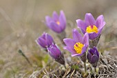 Pasque Flower in Spring, Spessart, Bavaria, Germany