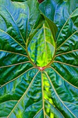 Giant anthurium leaf, Hawaii Tropical Botanical Garden, Onemea, Hamakua coast, Island of Hawaii