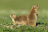 Two Black-tailed Prairie Dogs Cynomys ludovicianus outside their burrow in Theodore Roosevelt National Park, North Dakota, USA