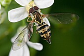 Flower Fly Toxomerus geminatus - Female on a Garlic Mustard flower, West Harrison, Westchester County, New York, USA