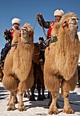 Bactrian camel, Grand Parade, ´ festival of a thousand camels´ Bulgan, winter in Gobi desert, Mongolia