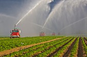 Sprinklers irrigating farm fields in Homestead Florida