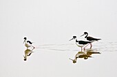 Black-necked Stilt in Eco Pond in the Everglades National Park Florida