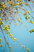 Branches of a maple in Springtime  Aquitaine  France