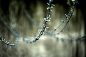 Barbed wire