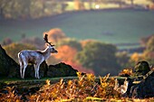 The Fallow Deer (Dama Dama), Bradgate Park, Charnwood forest, Newtown Limford, Leicestershire, England, Europe