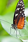 Hecale Longwing Heliconius hecale