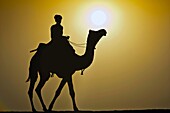 Silhouette of man and camel sunrise Thar Desert near Khuri Rajasthan India