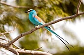 Attractive blue Abyssinian Roller near Tendaba Camp Gambia River The Gambia