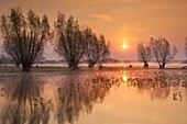 Spring floodwaters of Biebrza River, sunrise, Biebrza National Park, Poland, Europe