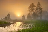 Sunrise, Narew National Park, Poland, Europe