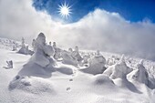 Snowy trees at the Szrenica peak, Karkonosze National Park, Poland, Europe