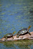 WESTERN PAINTED TURTLE Chrysemys picta bellii, two sunning themselves on a log, National Bison Range, Montana, USA