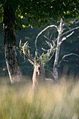 Red deer cervus elephus in forest in rutting season, Rhodes animal´s park, Moselle, France, Europe