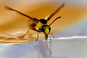 Social Wasps Family vespidae, drinking water, Mabuasehube, Kgalagadi Transfrontier Park, Kalahari desert, South Africa