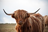 Scottish highland cow, Outer Hebrides, Scotland
