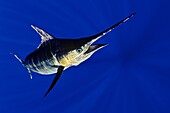 blue marlin, Makaira nigricans  or Indo-Pacific blue marlin, Makaira mazara , Kona Coast, Big Island, Hawaii, USA, Pacific Ocean