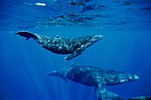 humpback whale, Megaptera novaeangliae, calf and escort, Hawaii, USA, Pacific Ocean