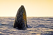 humpback whale, Megaptera novaeangliae, spyhopping at sunset, note parasitic acorn barnacles, Cornula diaderma, and many scars left by them, Hawaii, USA, Pacific Ocean
