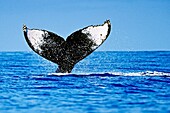 humpback whale, Megaptera novaeangliae, lobtailing or tail slapping, Hawaii, USA, Pacific Ocean