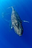 humpback whales, Megaptera novaeangliae, courtship behavior, heat run or mating contest - competing male whales battle each other blowing bubbles aggressively possibly to gain access to a female as wellas to fend off other males, Hawaii, Pacific Ocean