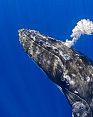 Humpback Whale, Megaptera novaeangliae, blowing bubbles, Hawaii, Pacific Ocean