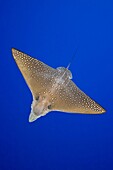 spotted eagle ray, Aetobatus narinari, Kona Coast, Big Island, Hawaii, USA, Pacific Ocean