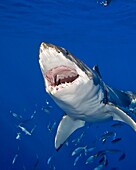 great white shark, Carcharodon carcharias, with open jaw, Guadalupe Island, Mexico, Pacific Ocean