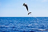 pantropical spotted dolphin, Stenella attenuata, leaping, offshore, Kona Coast, Big Island, Hawaii, USA, Pacific Ocean