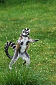 Ring Tailed Lemur, lemur catta, Female carrying Young on its Back