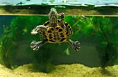 Red Eared Terrapin, trachemys scripta elegans, Adult in Aquarium