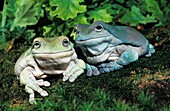 White´s Tree Frog, litoria caerulea, Adults