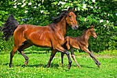 French Trotter, Mare with Foal Trotting in Paddock, Normandy