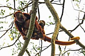 Red Howler Monkey, alouatta seniculus, Female with Young standing in Tree, Los Lianos in Venezuela