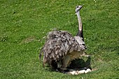 American Rhea, rhea americana, Adult sitting on Eggs in Nest