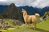 Llama, lama glama, Adult in the Lost City of the Incas, Machu Picchu in Peru