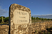 Vineyards Of Musigny, Domaine J. Drouhin, The Great Burgundy Wine Road, Vougeot, Cote D’Or (21), France