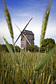 Wheat Field In Front Of The 15Th Century Fernand Barbier Windmill, Levesville-La Chenard, Eure-Et-Loir (28), France